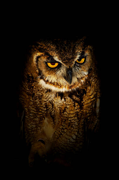 istock Serious brown owl surrounded by night sky 153710981