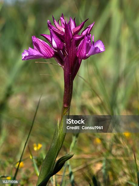 Orquídea Mariposa Foto de stock y más banco de imágenes de Aire libre - Aire libre, Belleza de la naturaleza, Cabeza de flor