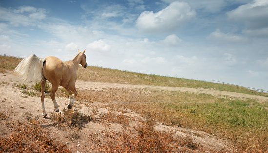 Running horse. Kazakhstan. Natural light and colors