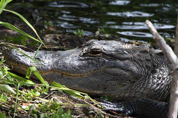 amerykański aligator - american alligator zdjęcia i obrazy z banku zdjęć