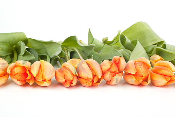 Tulips lying in a row stock photo