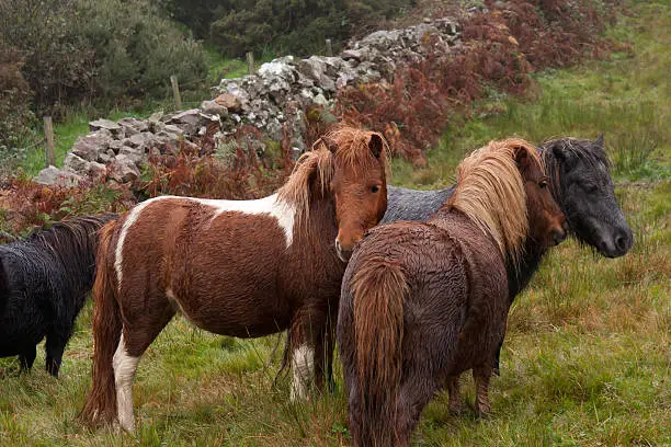 Nice things come in small packages-shetlands standing together in the welsh countryside. on a wet day