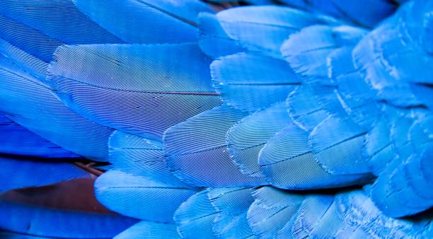 istock macaw feathers are blue and white with a yellow center. 1537116654