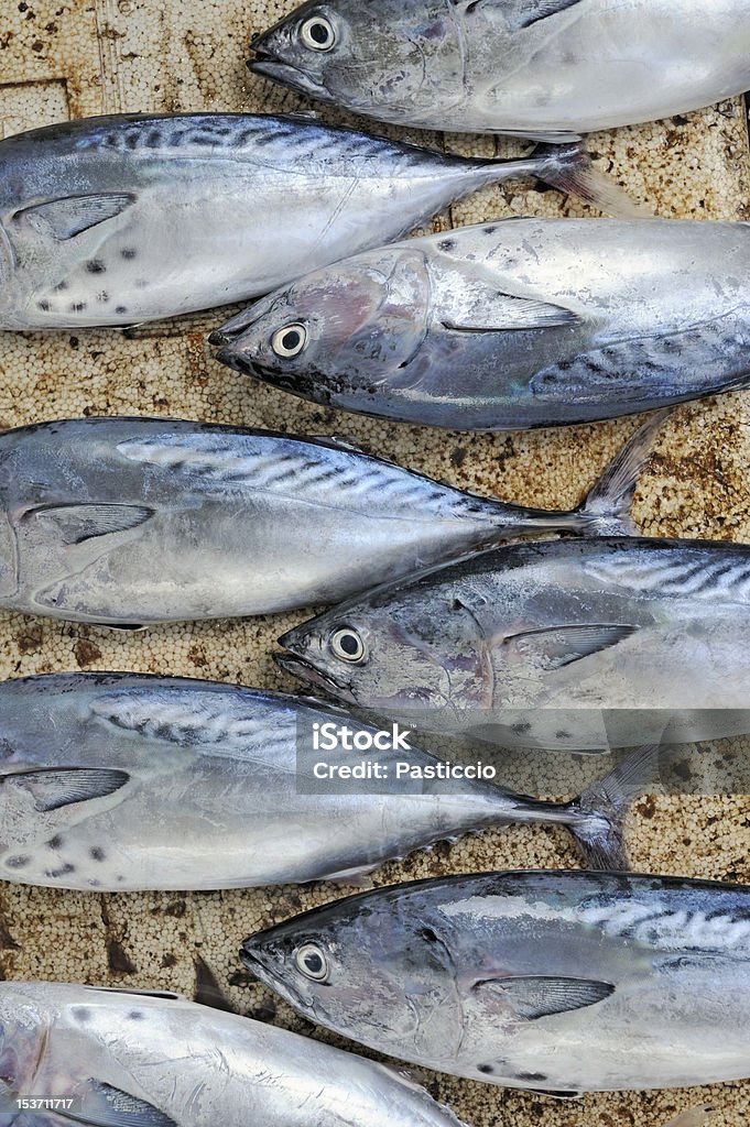 Atum no mercado de peixe - Foto de stock de Albacora-azul royalty-free
