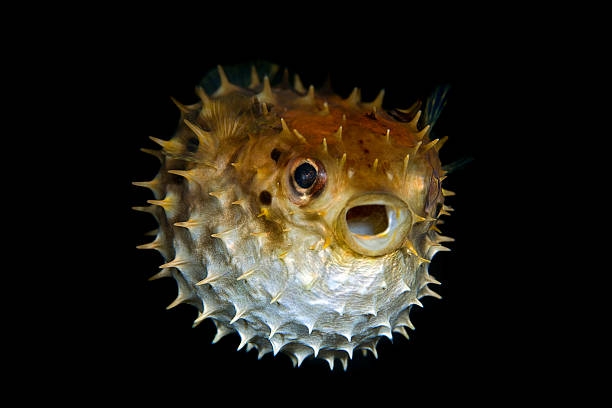 Tropical salt water fish Striped burrfish