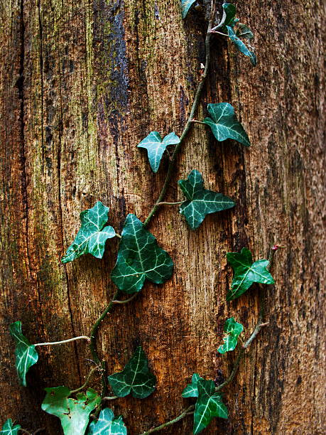 Old trunk and ivy stock photo