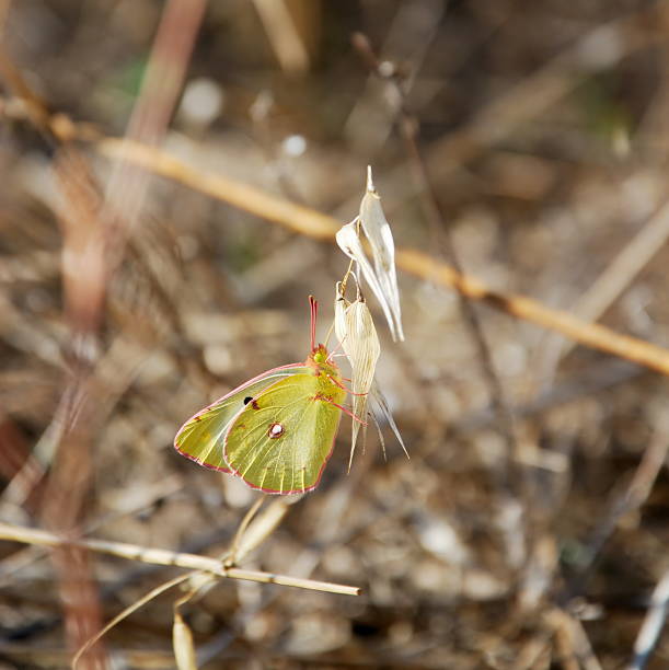 Clouded Yellow butterfly stock photo