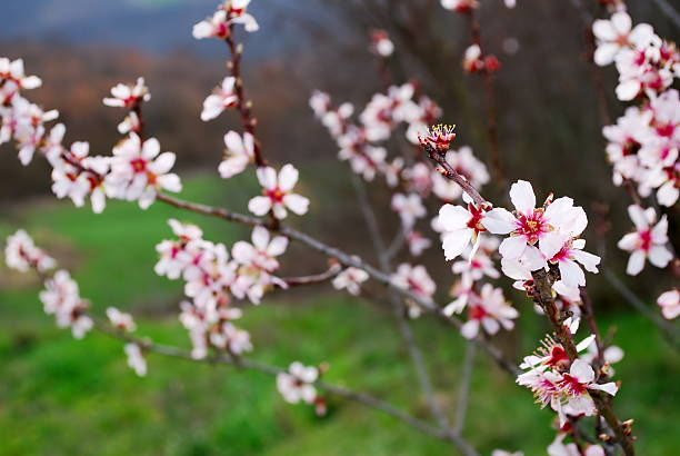 Pink almond blossom stock photo