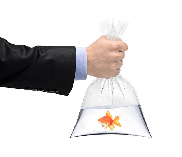 istock Hand holding a plastic bag with golden fish in it 153711840