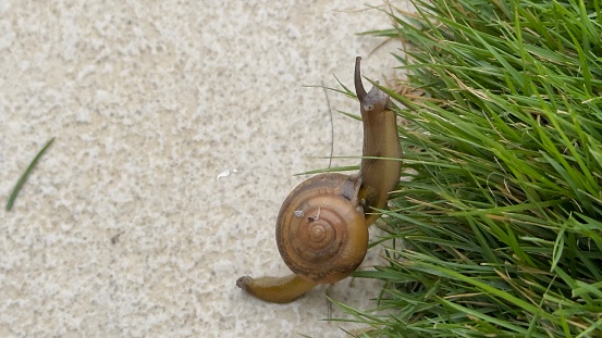 Snail on the lawn