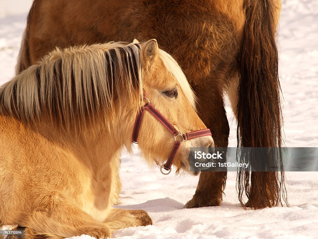 horses horses in winter season, outside (15) Brown Stock Photo