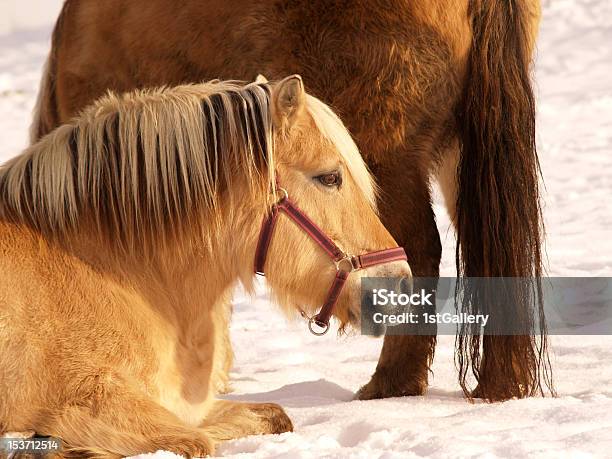 Horses Stock Photo - Download Image Now - Brown, Cold Temperature, Herd