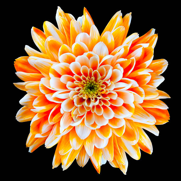 istock Orange and White Chrysanthemum Flower Isolated on Black 153712527