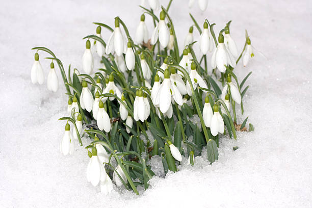 istock Snowdrop flowers with snow in winter 153712836