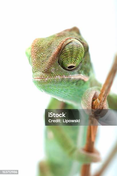 Camaleão Verde Isolado De Animais De Estimação Exótico - Fotografias de stock e mais imagens de Camaleão