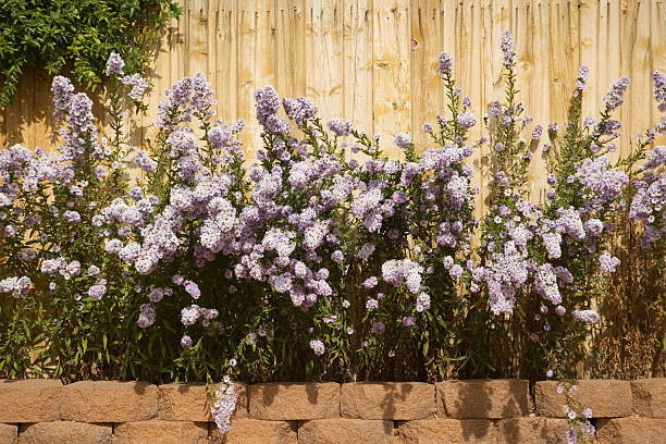 istock Purple Aster Flowers 153713149