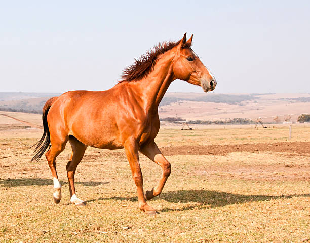 istock Brown horse running on dry grass 153713154