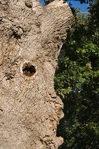 Hole in the trunk stock photo