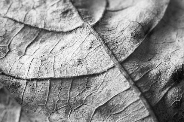 istock Extreme Closeup of Leaf Veins 153713444