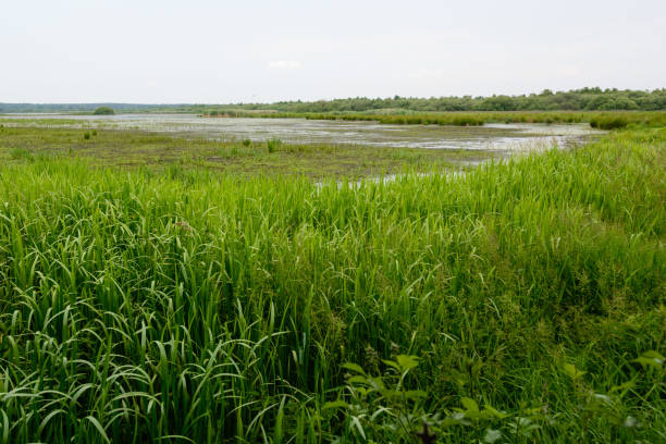 istock Wetland at the Steinhuder Ses 1537135455