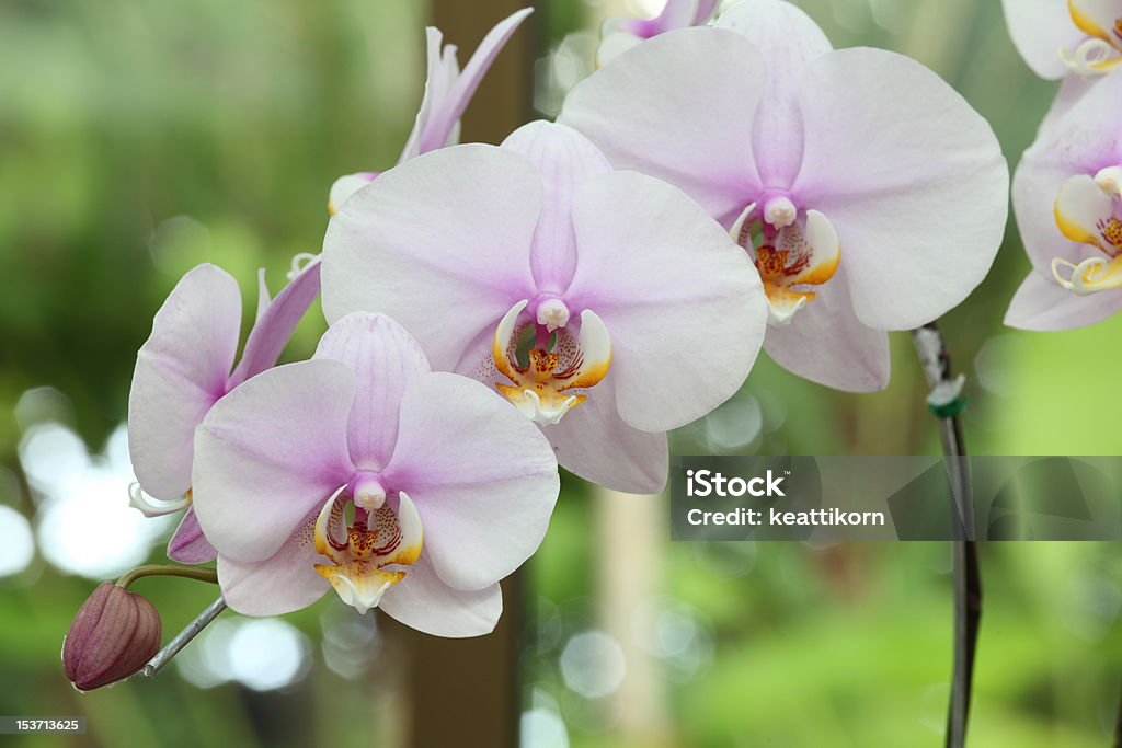 Weiß und Lila Orchidee, Mother Hybrid-Autos - Lizenzfrei Baumblüte Stock-Foto