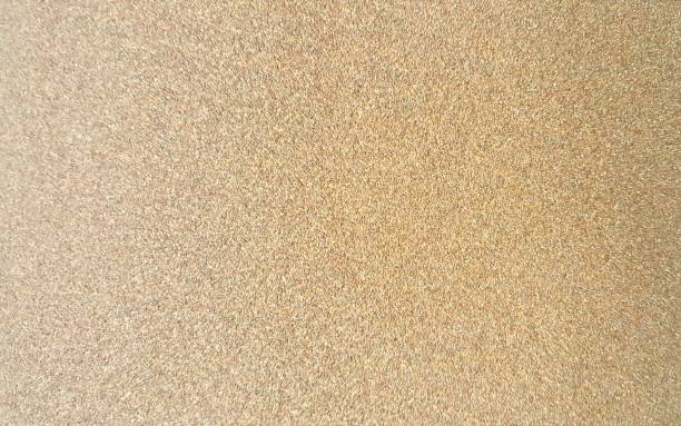 istock dung beetle on the sand of a beach with a surfboard. 1537140176