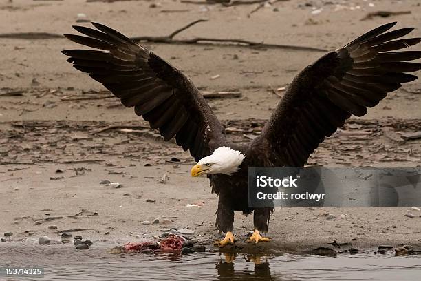 Águia Careca Com Asas Abertas - Fotografias de stock e mais imagens de Alasca - Alasca, Animal selvagem, Ao Ar Livre