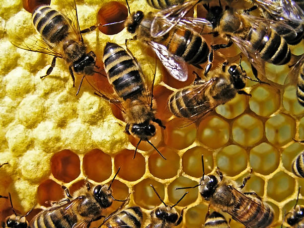 istock Life and reproduction of bees. 153714518
