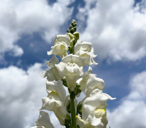 istock Snapdragon flower against cloudy summer sky 1537145351