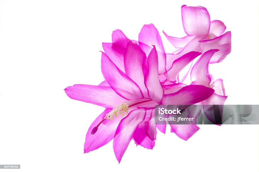 Cactus di Natale in Bloom - Foto stock royalty-free di Bocciolo