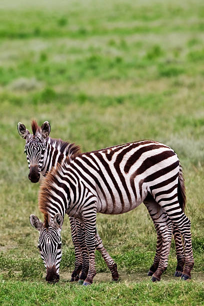 istock Zebras in the Serengeti 153715096
