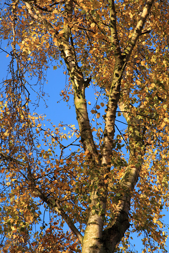 Silver birch tree with golden leaves seen against a blue sky