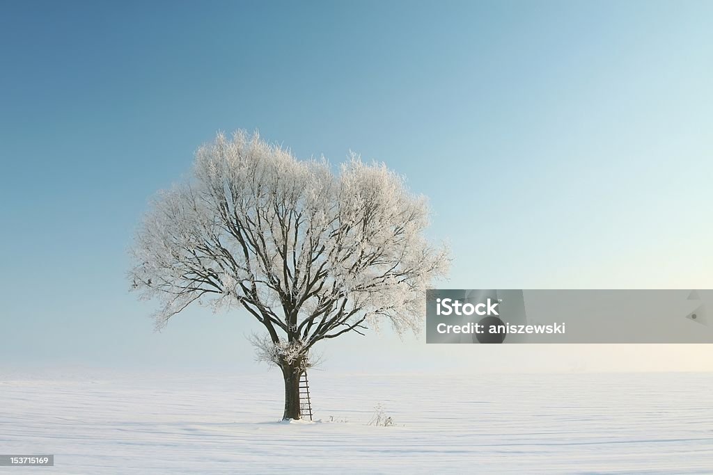 Árvore de Inverno Solitário - Royalty-free Majestoso Foto de stock