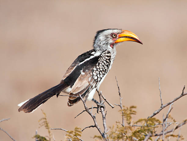istock Yellow billed hornbill sitting on tree 153715208