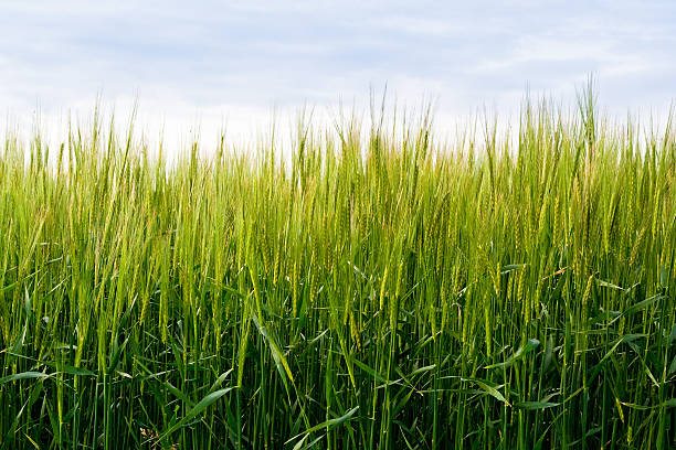 green wheat field stock photo