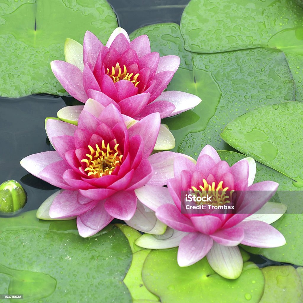 Rosa lilies agua - Foto de stock de Nenúfar libre de derechos