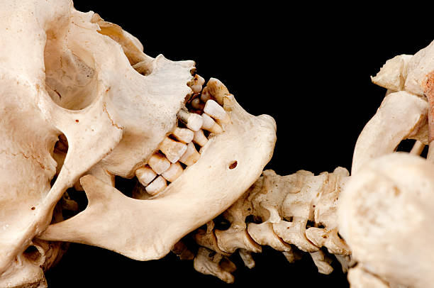 istock Fac,skull and neck of a skeleton. 153715566