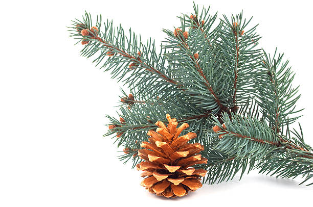istock golden pinecone Christmas tree with a branch 153715623
