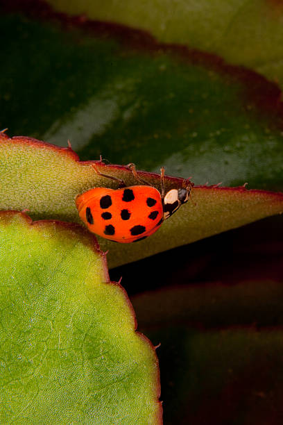 joaninha - foto de acervo