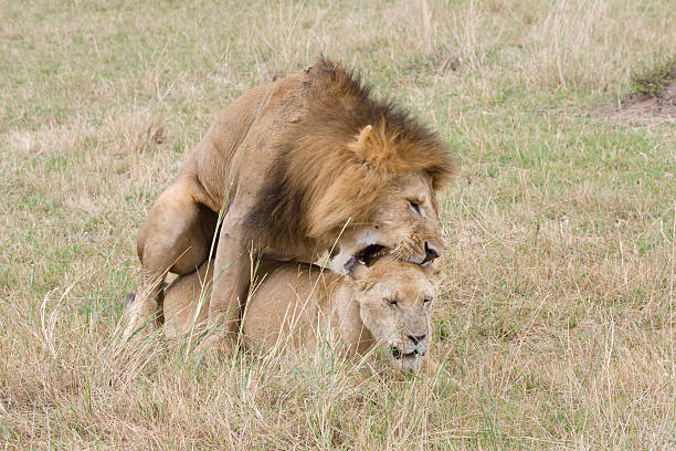 Male lion & femme s'accoupler au Kenya - Photo