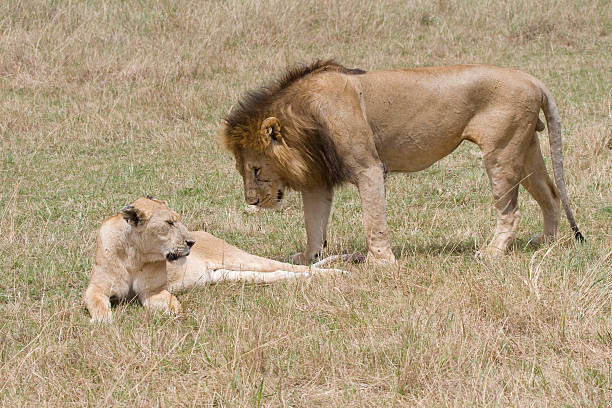 Male lion & Lionne au Kenya - Photo