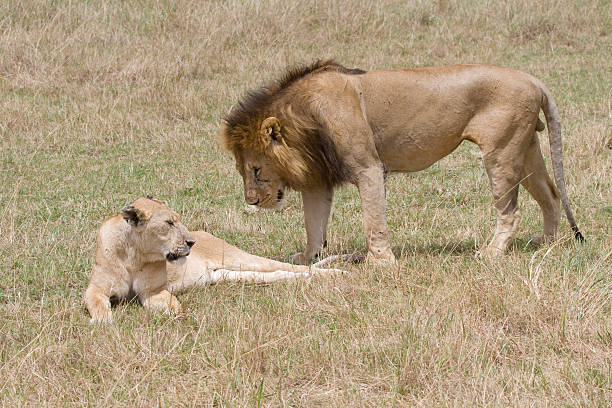 Macho Leão & Leoa, no Quénia - fotografia de stock