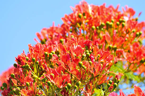 Flame tree flowers and blue sky stock photo