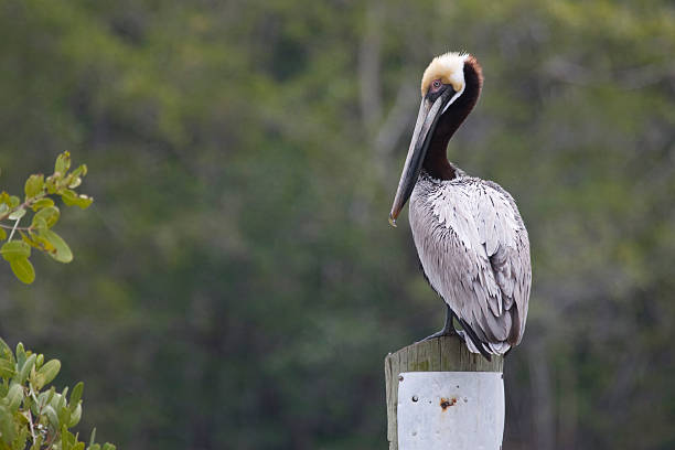Pelicano-pardo em um Estuário - fotografia de stock
