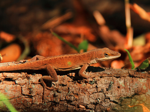 Close up of Carolina anole with brown camouflage 