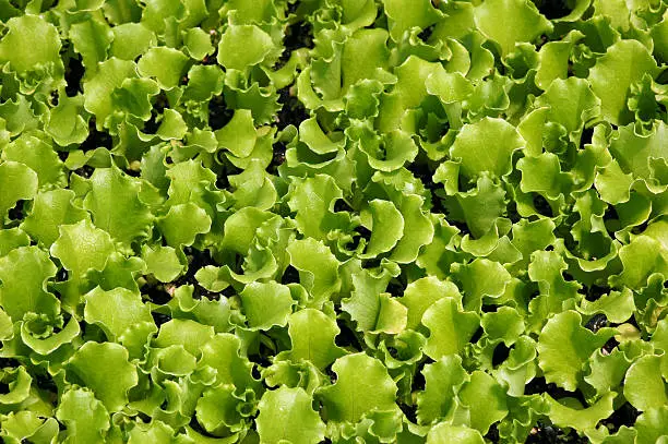 Close up of lettuce seedlings