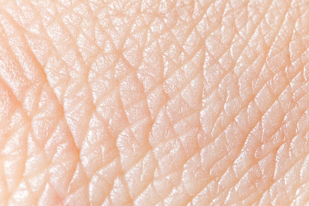 Super macro texture of human skin stock photo
