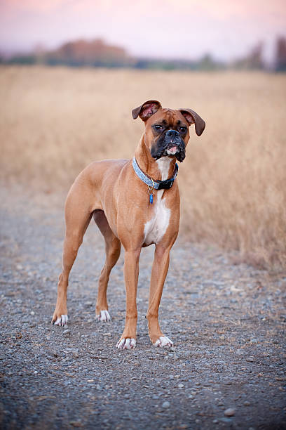Boxer dog stock photo
