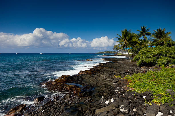 Morning Image of the lava field coastline of Kona Kailua on the Big Island of Hawaii. Pillowy clouds and a blue sky are in the background. Palm Tree, Lava rocks, and the ocean come to the foreground