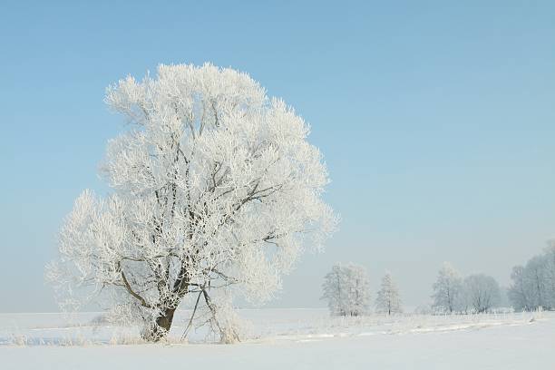 istock Frozen tree in the morning 153716960